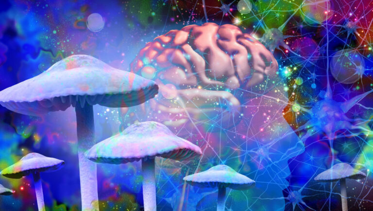 Modafinil and Psychedelics (Psilocybin)